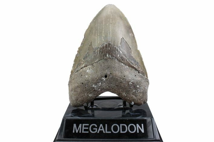 Fossil Megalodon Tooth - North Carolina #381345
